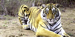 Ranthambore